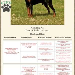 Charlie, Doberman Pinscher Puppy